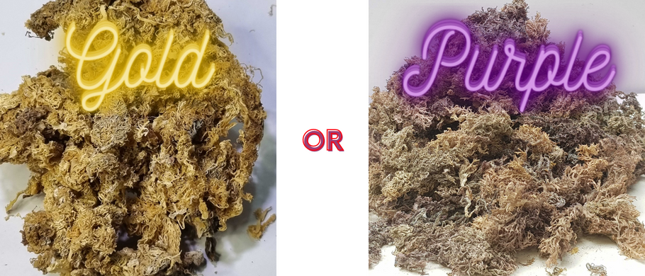 Which Sea Moss: Purple OR Gold?